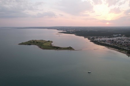 Maxeria Blue Didyma - 103