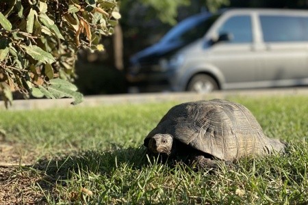 Baia Delle Ginestre (Teulada) - 18