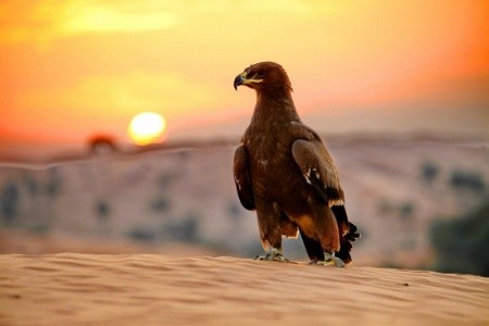 Spojené arabské emiráty Fujairah Fujairah Rotana Resort And Spa 8 dňový pobyt All Inclusive Letecky Letisko: Praha April 2026 (13/04/26-20/04/26)