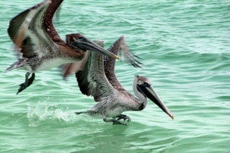 Iberostar Parque Central, Iberostar Coral Ensenachos - 10