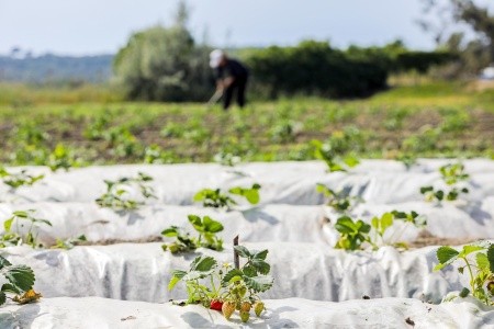 Labranda Lebedos Princess - 72