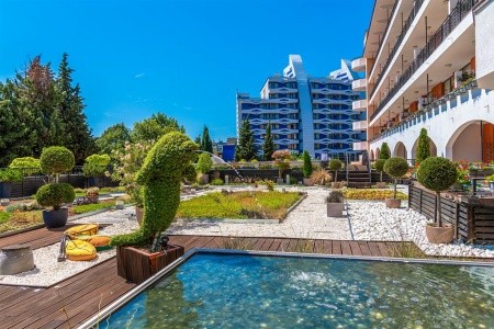 Hrizantema - fotka 8