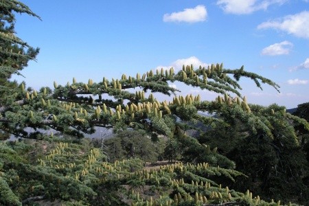 Kypr - ostrov dvou tváří - 96