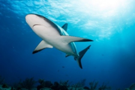 Dokonalé přírodní divadlo: Které žraloky můžete pozorovat ve Středozemním moři