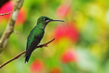 To Nejlepší Z Kostariky - 2