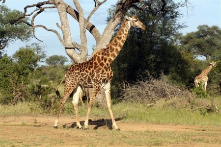 Mpumalanga & Victoria Falls - 7