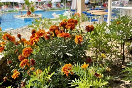 Bulharsko Zlaté Piesky Holiday Park 8 dňový pobyt All Inclusive Vlastná August 2026 ( 1/08/26- 8/08/26)