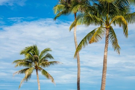 Pullman Phu Quoc Beach Resort (Phu Quoc) - 14