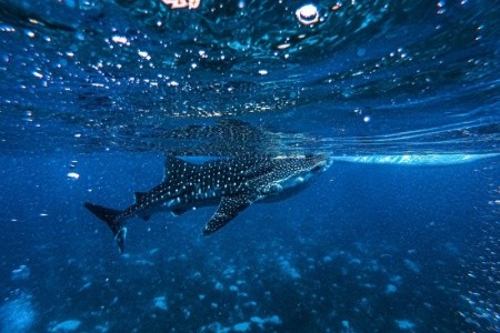 Barceló Whale Lagoon Maldives (Alifu Dhaalu A