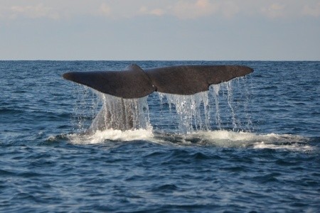 LOFOTY, VESTERÁLY A SENJA – OSTROVY ZA POLÁRNÍM KRUHEM - 3