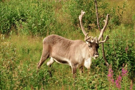 LOFOTY, VESTERÁLY A SENJA – OSTROVY ZA POLÁRNÍM KRUHEM - 16