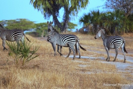 Ze Zanzibaru na safari + pobyt v Hotel Sansi Kae Beach Resort & SPA