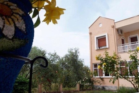 Studia Amarilia