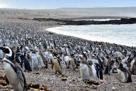 Ľadové kráľovstvo Patagónie a Ohňová zem - 3
