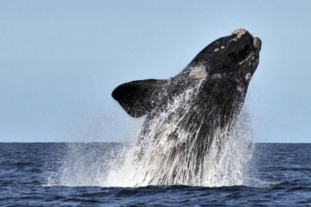 Ľadové kráľovstvo Patagónie a Ohňová zem - 12