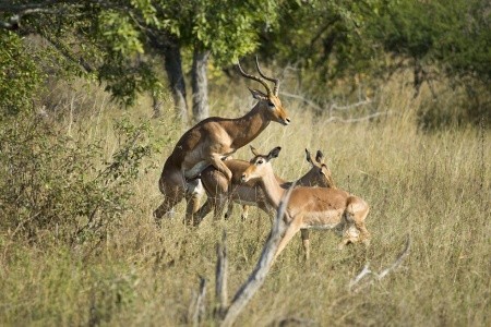 JAR: Svet v jednej krajine - 9