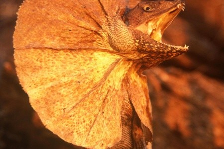 Golden Triangle & Thajsko - 10