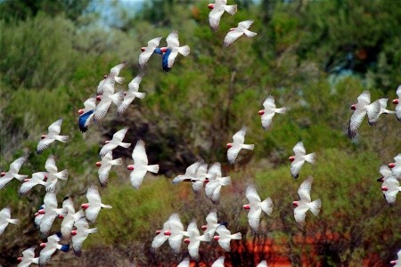 Najkrajšie miesta východnej Austrálie - 18