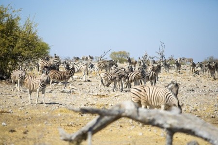 Z Victoria Falls do Kapského Mesta - 25