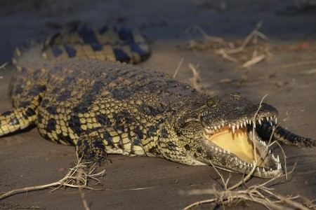 Z Victoria Falls do Kapského Mesta - 36