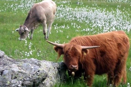 Alpské parky a střediska rakousko-švýcarského pomezí s kartou Montafon Brandnertal WildPass - 3