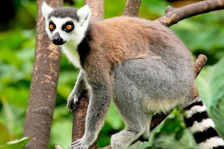 V krajině lemurů a baobabů