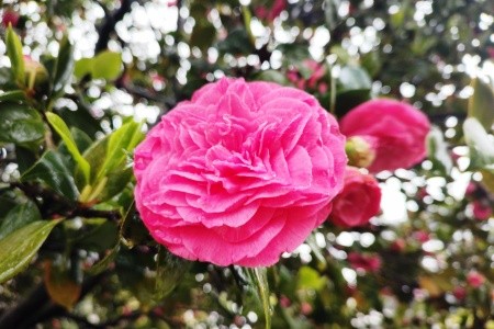 Nejkrásnější zahrady Itálie s návštěvou Locarna - 9