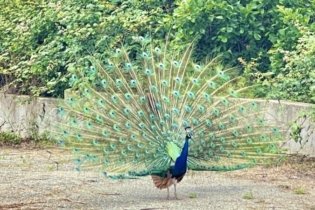 Korsika - výlety a relax u moře - 72