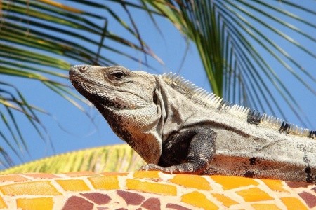 Guatemala - Honduras - Belize - Mexiko - 16