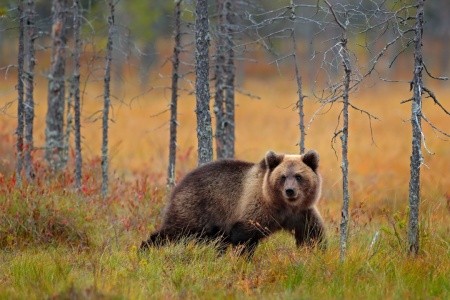 ROMANTICKÉ PUTOVÁNÍ ŠVÉDSKOU DIVOČINOU - komfortně - 2