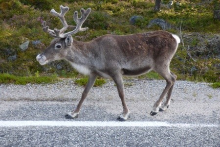 ROMANTICKÉ PUTOVÁNÍ ŠVÉDSKOU DIVOČINOU - komfortně - 9