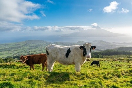 Azorské ostrovy São Miguel a Santa Maria - 11