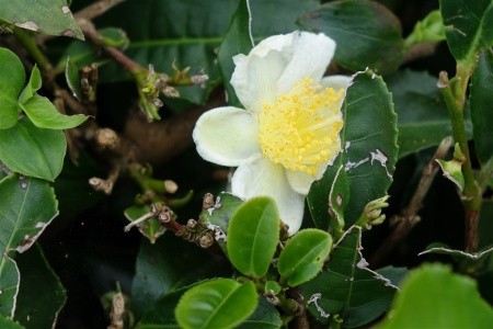 Azorské ostrovy São Miguel a Santa Maria - 36