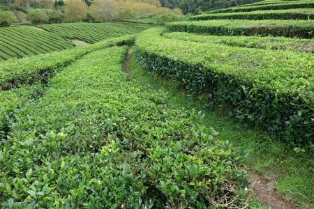 Azorské ostrovy São Miguel a Santa Maria - 37