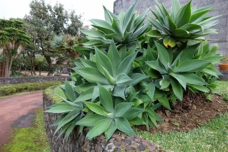 Azorské ostrovy São Miguel a Santa Maria - 59