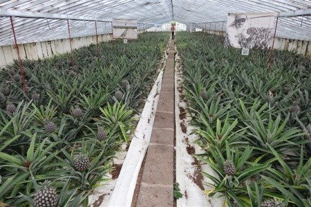 Azorské ostrovy São Miguel a Santa Maria - 64