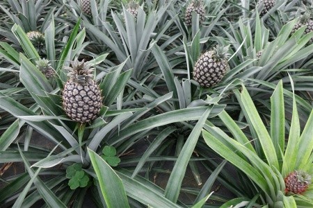 Azorské ostrovy São Miguel a Santa Maria - 65