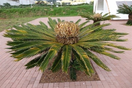 Azorské ostrovy São Miguel a Santa Maria - 66