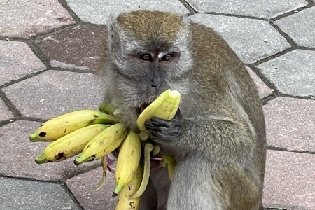 SINGAPUR - MALAJSIE - BANGKOK - 101