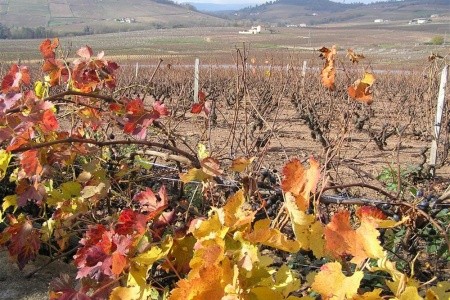 Beaujolais a Burgundsko, kláštery a slavnost vína