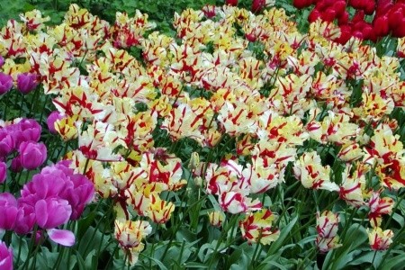 Holandsko, Velikonoce v zemi tulipánů, Amsterdam - 3