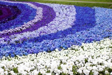 Holandsko, Velikonoce v zemi tulipánů, Amsterdam - 4