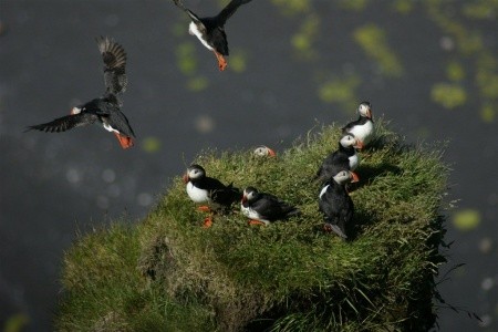 Island - velký okruh - 23