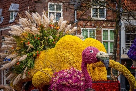 Holandsko - s květinovým korzem - 3