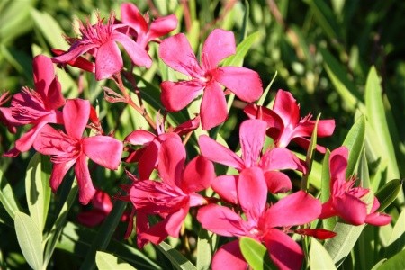 Divoká Sardinie s koupáním na nejkrásnějších plážích Evropy - 22