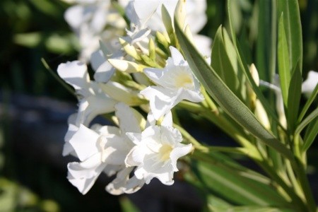 Divoká Sardinie s koupáním na nejkrásnějších plážích Evropy - 23