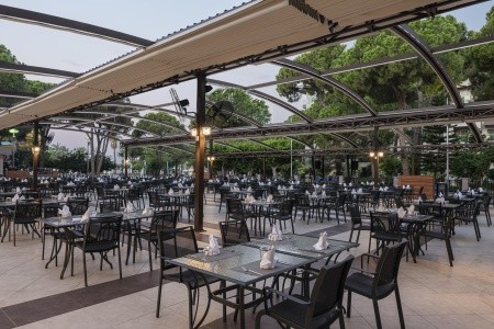 Papillon Ayscha - 21