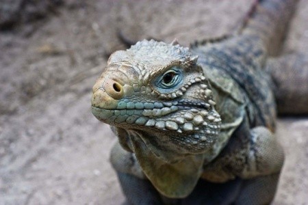 Iberostar Parque Central, Iberostar Selection Ensenachos - 15