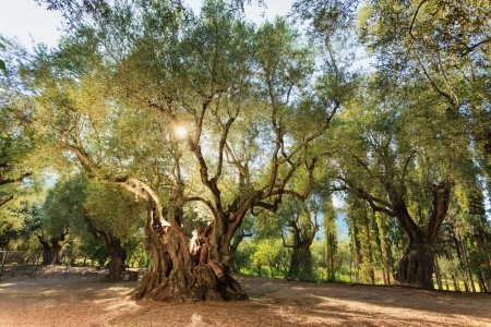 Alykes Park Bungalows & Apartments - 75