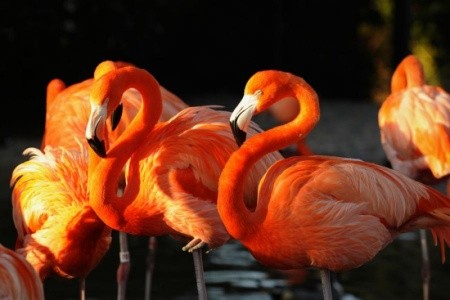 Memories Miramar, Melia Costa Rey (Ex. Pullman Cayo Coco) - 6